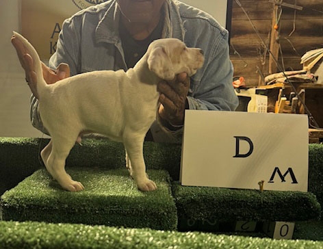 PUPPY E