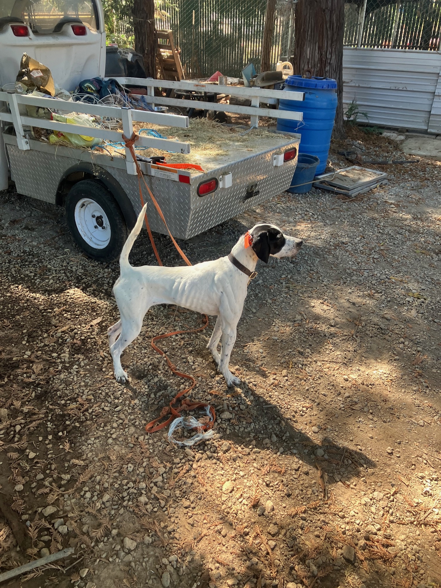 FEMALE FOR SALE